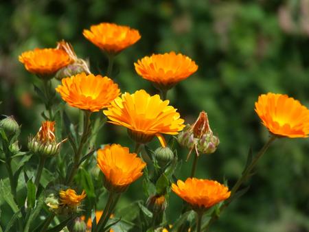 Untitled Wallpaper - close up, orange, flowers, spring, flower