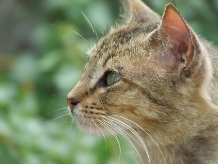 Untitled Wallpaper - close up, cat, young cat, stray, kitten