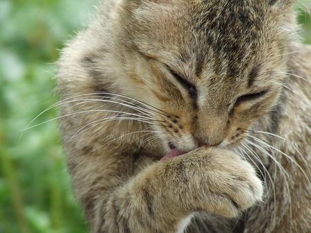 Untitled Wallpaper - stray, kitten, young cat, cat, close up, paw, lick