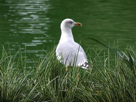 Untitled Wallpaper - water, green, seagull, gull, grass