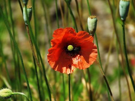 Untitled Wallpaper - close up, red, flowers, poppies, poppy, flower