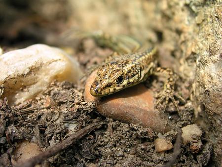 Untitled Wallpaper - 3500, close up, wall lizard, eye, sardanisca, coolpix, macro, lizard, nikon coolpix 3500