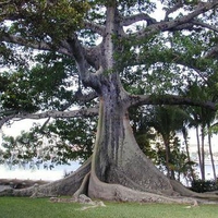 Kapok Tree