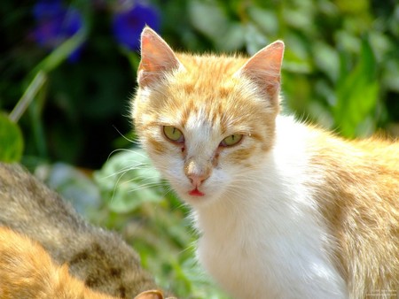 Untitled Wallpaper - close up, cat, young cat, fuji finepix s5600, stray, kitten