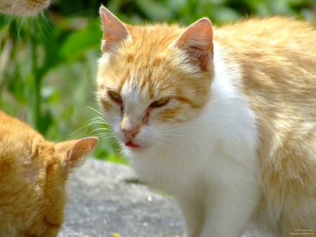 Untitled Wallpaper - close up, cat, foxy, young cat, fuji finepix s5600, stray, kitten