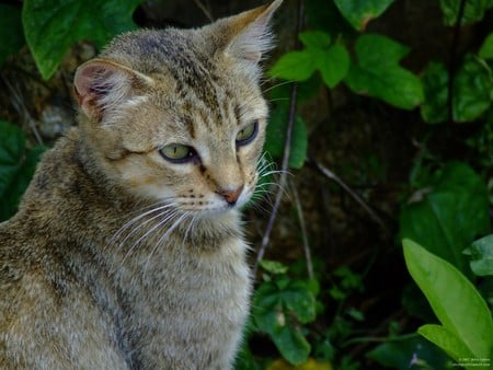 Untitled Wallpaper - close up, cat, young cat, fuji finepix s5600, stray, kitten