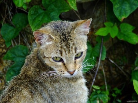 Untitled Wallpaper - close up, cat, young cat, fuji finepix s5600, stray, kitten