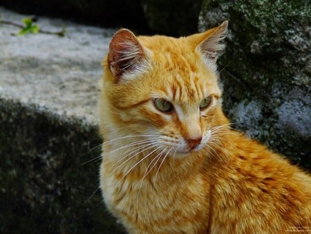 Untitled Wallpaper - kitten, young cat, stray, close up, cat, fuji finepix s5600