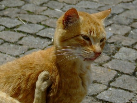 Untitled Wallpaper - close up, cat, young cat, fuji finepix s5600, stray, kitten