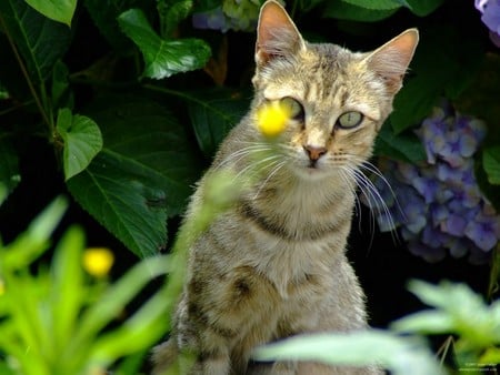 Untitled Wallpaper - close up, cat, young cat, fuji finepix s5600, stray, kitten