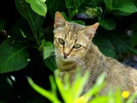 Untitled Wallpaper - close up, cat, young cat, fuji finepix s5600, stray, kitten