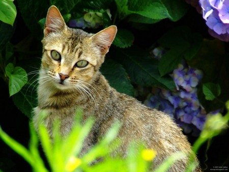 Untitled Wallpaper - close up, cat, young cat, fuji finepix s5600, stray, kitten