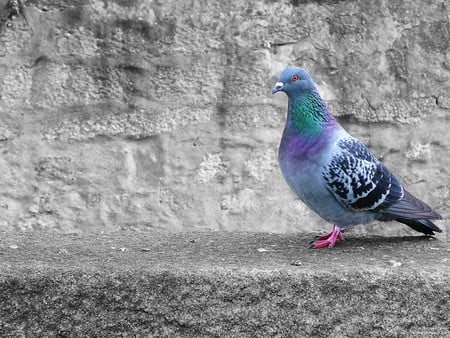 Untitled Wallpaper - pigeon