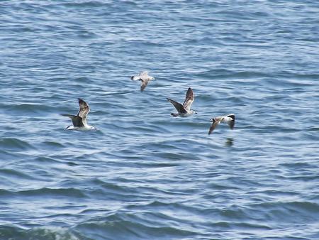 Untitled Wallpaper - seagulls, seagulls at play, seagull, sea, ocean, birds