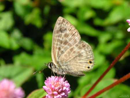 Untitled Wallpaper - close up, butterfly, macro, nikon coolpix 3500