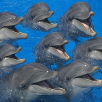 8 DOLPHINS