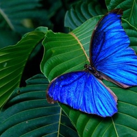 Blue Butterfly on Green Leaf