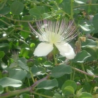 Israeli passion flower