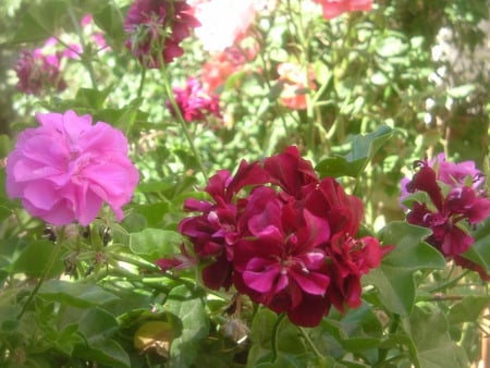 Geraniums galore - geranium variety, lots of geraniums, red geraniums, geraniums