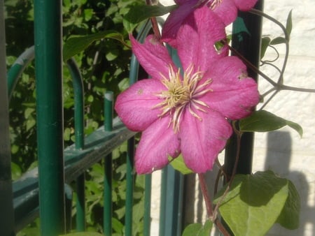 flower by the gate - flower, flower by gate, gate flower, pink flower