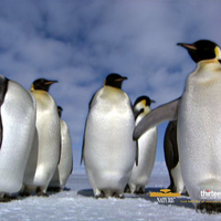 Penguins Wallpapers - Page 7 - Desktop Nexus Cute Winter Penguin Wallpaper