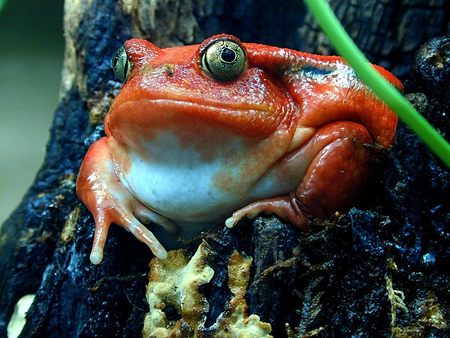 Untitled Wallpaper - red frog, frog