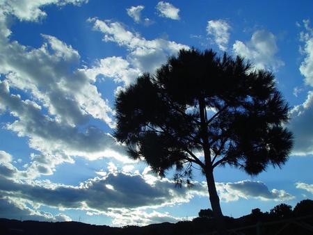 Untitled Wallpaper - blue sky, contrast, tree