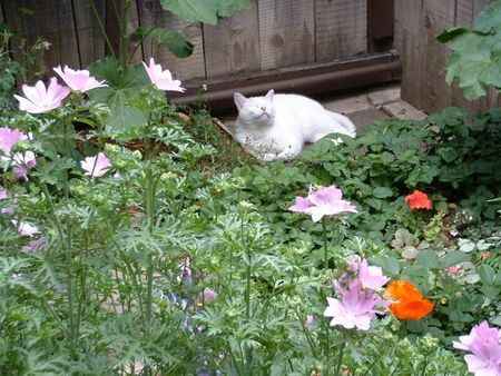 Untitled Wallpaper - garden, cat