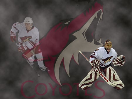 Coyotes - nhl, phoenix, the nhl team phoenix coyotes, coyotes