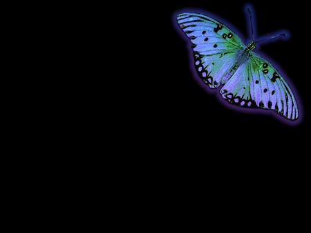 Butterfly - butterfly, abstract