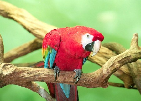 What's That? - scarlet macaw, parrot, branch, macaw, bird, birds