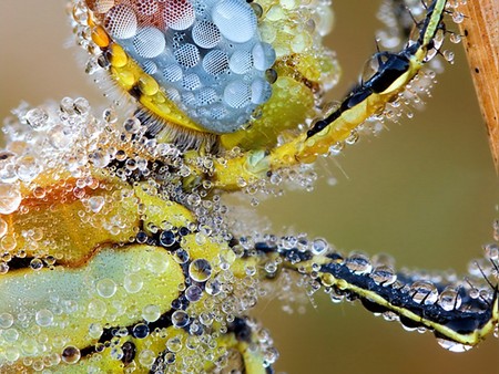 Water Magnifer - digital art, insect, crystal, water