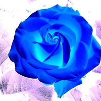 Blue Rose