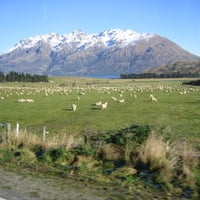 from new zealand 