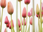 Pastel Tulips