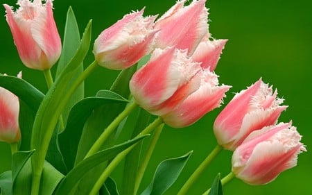 Pink Ruffled Tulips - flowers, tulips, nature, ruffled, pink, pastel