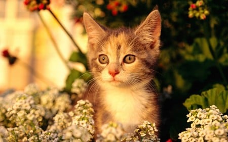 I love Flowers - cat, cats, animals, flowers, garden, cute, kitten