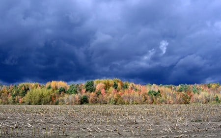 The Blue Cloudly Sky !!! - sky, photography, widescreen, abstract, cloud, blue, wds, plant, tree