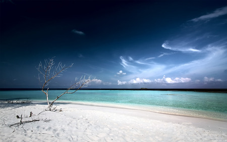 Dead Tree !!! - abstract, blue, beach, photography, wds, sea, dark, widescreen, dead tree, sky