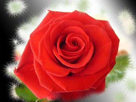 symbol of LOVE !!! - love, abstract, background, symbol, red, redrose, photography, rose