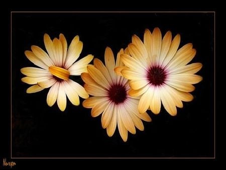 daisies from bodrum,turkey