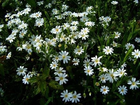 	daisies - daisies, white