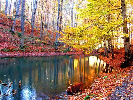 thirsty - river, dog, autumn