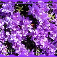 Azalea in Purple