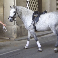 Dappled Lippizan or Andalusian Horse