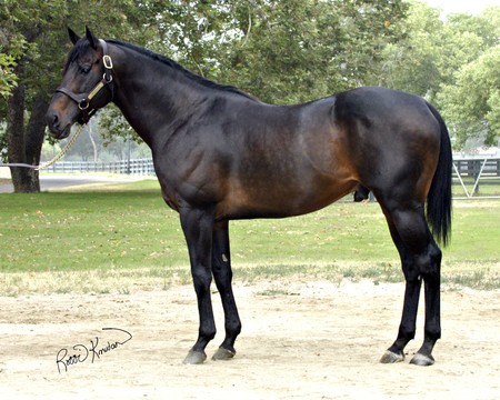 Beautiful Thoroughbred English Horse