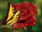 Red rose and butterfly