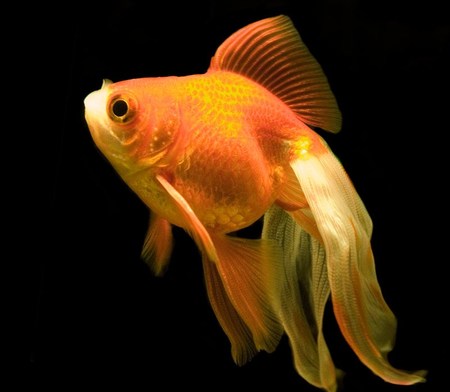 Orange Goldie - animals, orange, fish, goldfish, gold