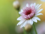 Pink Cone Daisy