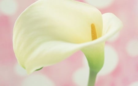 Cala Lily on Pink - white, nature, lily, cala lily, flowers, pink background